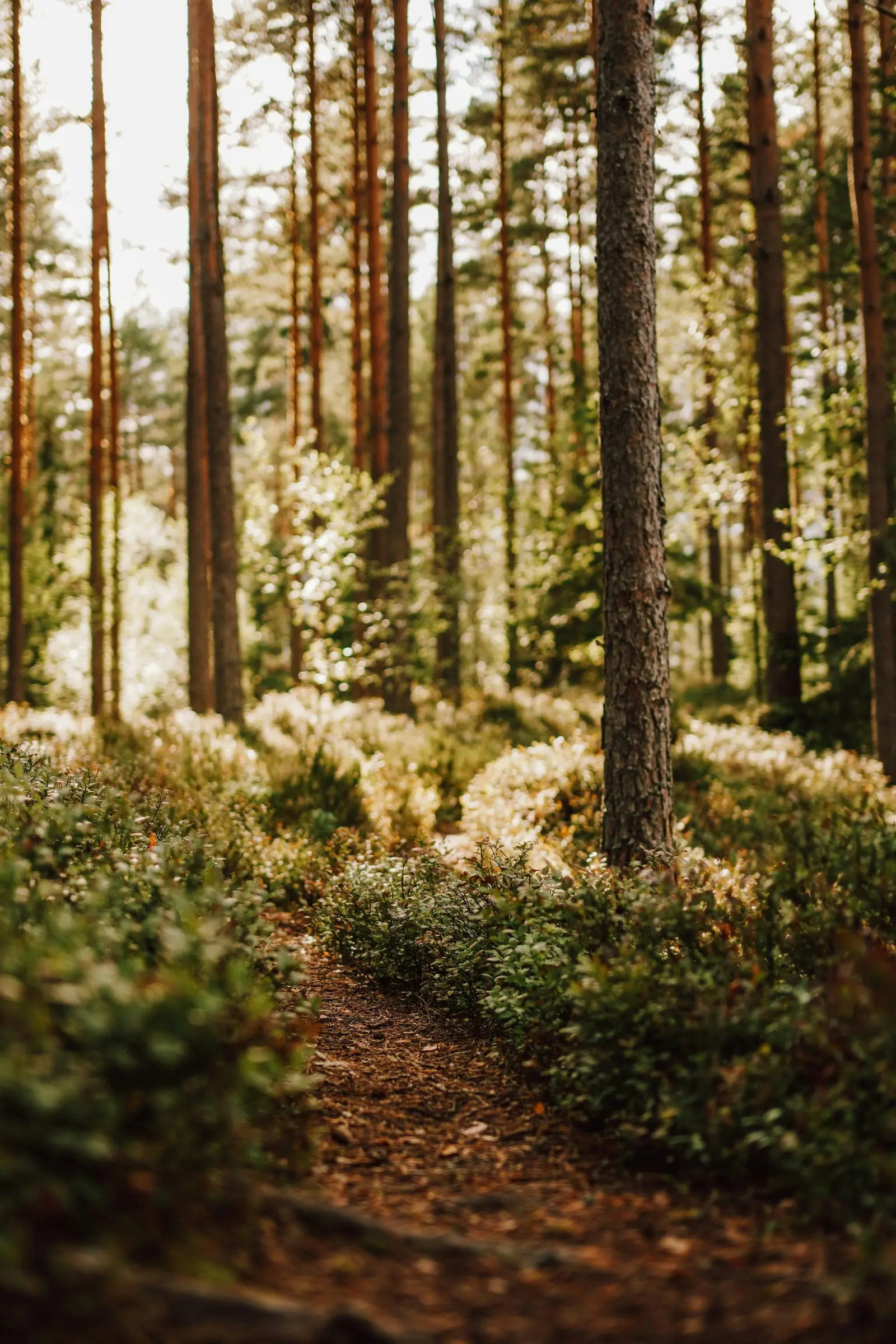 Stig genom skog