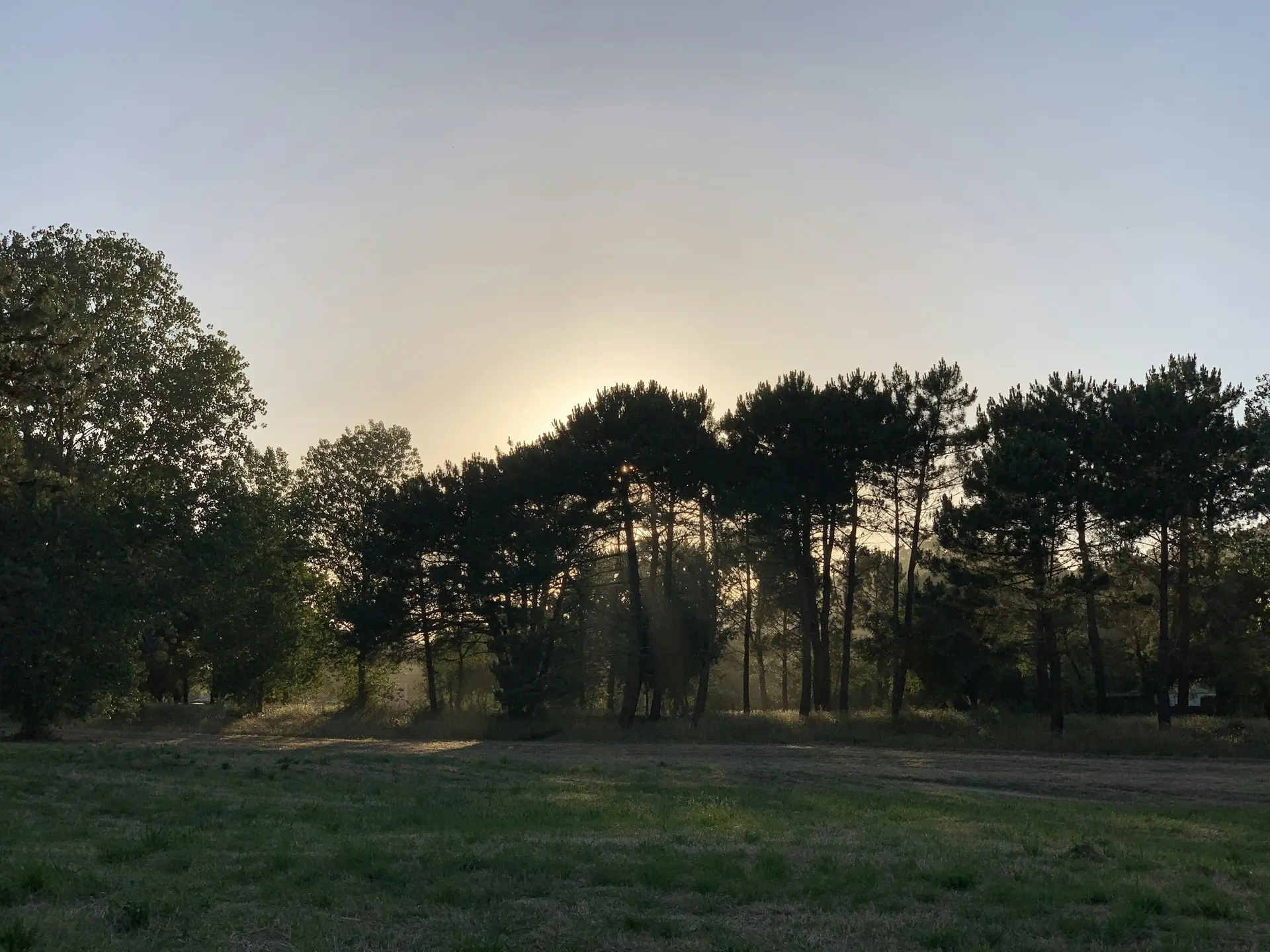 Soluppgång genom skog